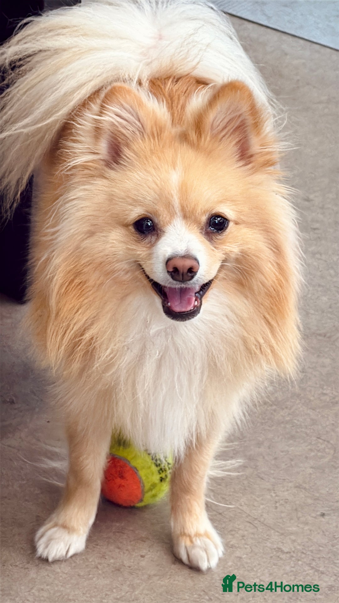 Pomeranian dogs for stud: 🐾 Miniature Foxy Type Pomeranian for Stud - Image 4