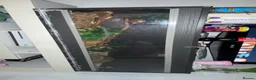 Python Snake reptiles for sale: Pastel Royal python - Advert 5