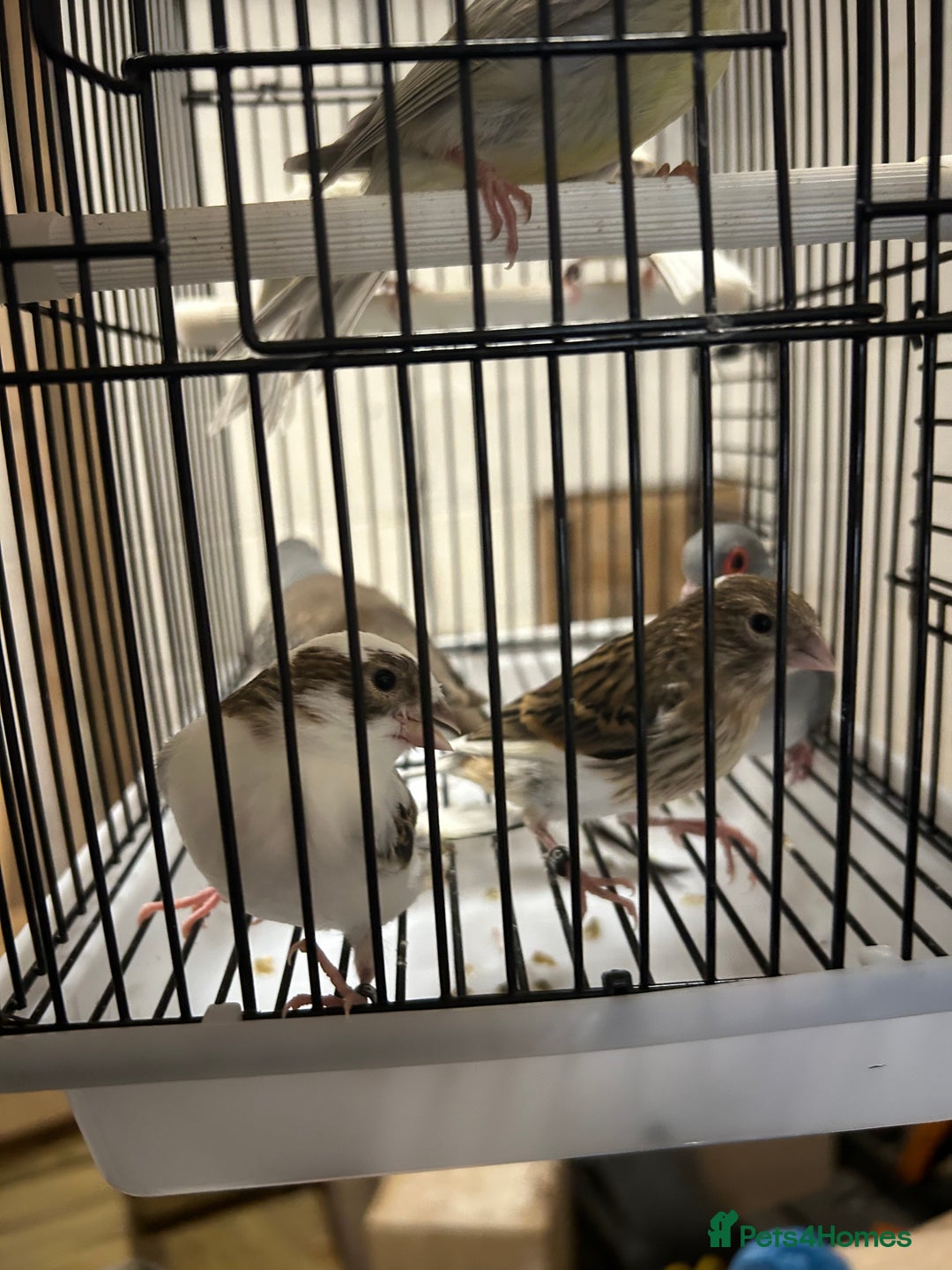 Canaries birds for sale: Mixed canaries - Image 2