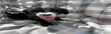 Mixed Breed 6