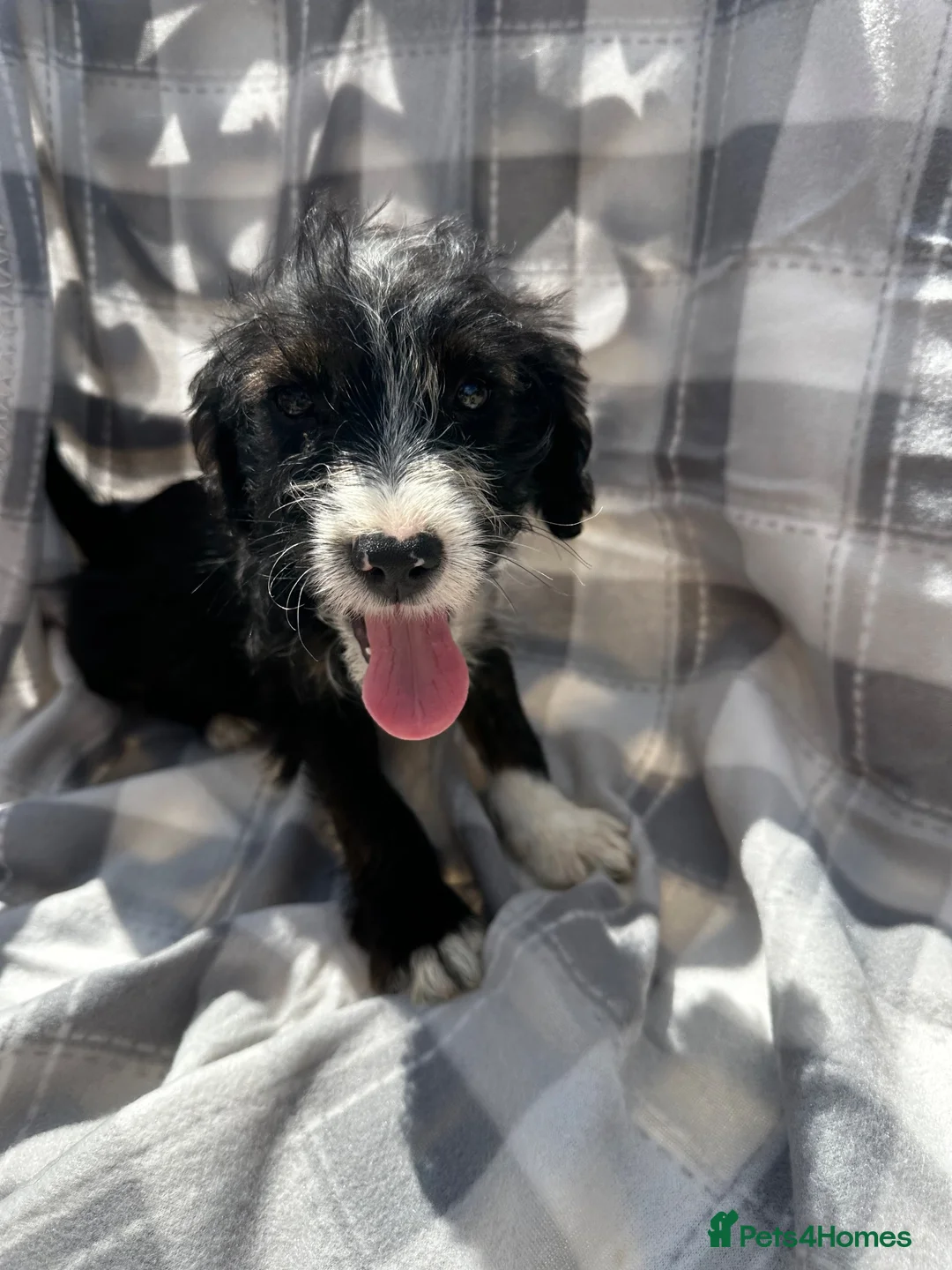 Mixed Breed dogs for sale: Jack Russell cross puppies  - Advert 2