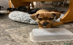 Mixed Breed dogs for sale: Dachshund cross Patterdale - Image 7