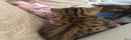 Mixed Breed cats for sale: 5 beautiful kittens for new homes - Advert 5