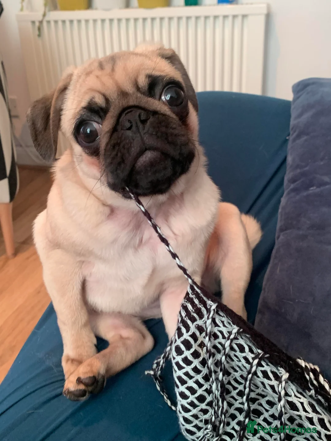 Pug dogs for sale: Gentle pug looking for new family x - Advert 5