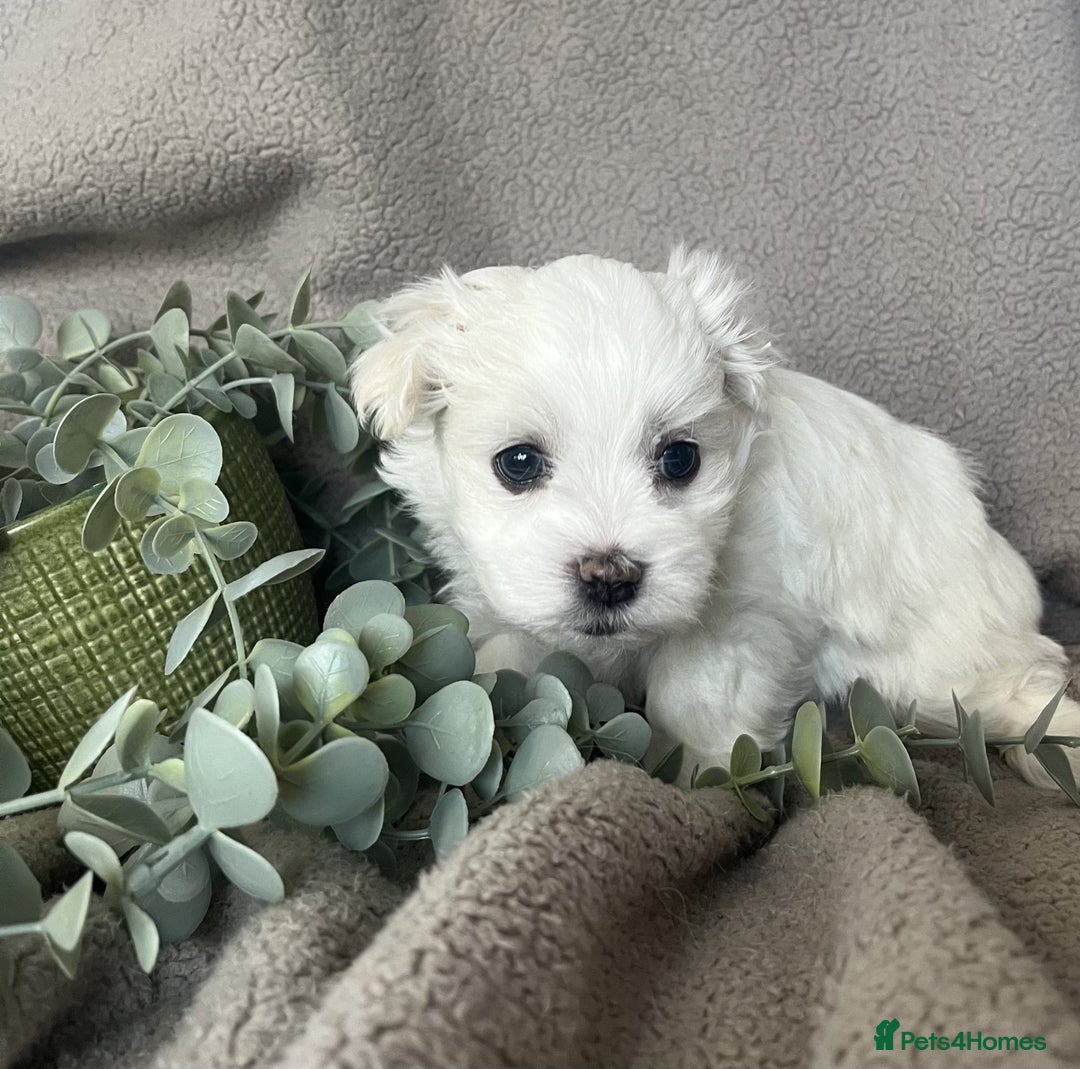 Maltese dogs for sale: MALTESE PUPPIES - Image 3