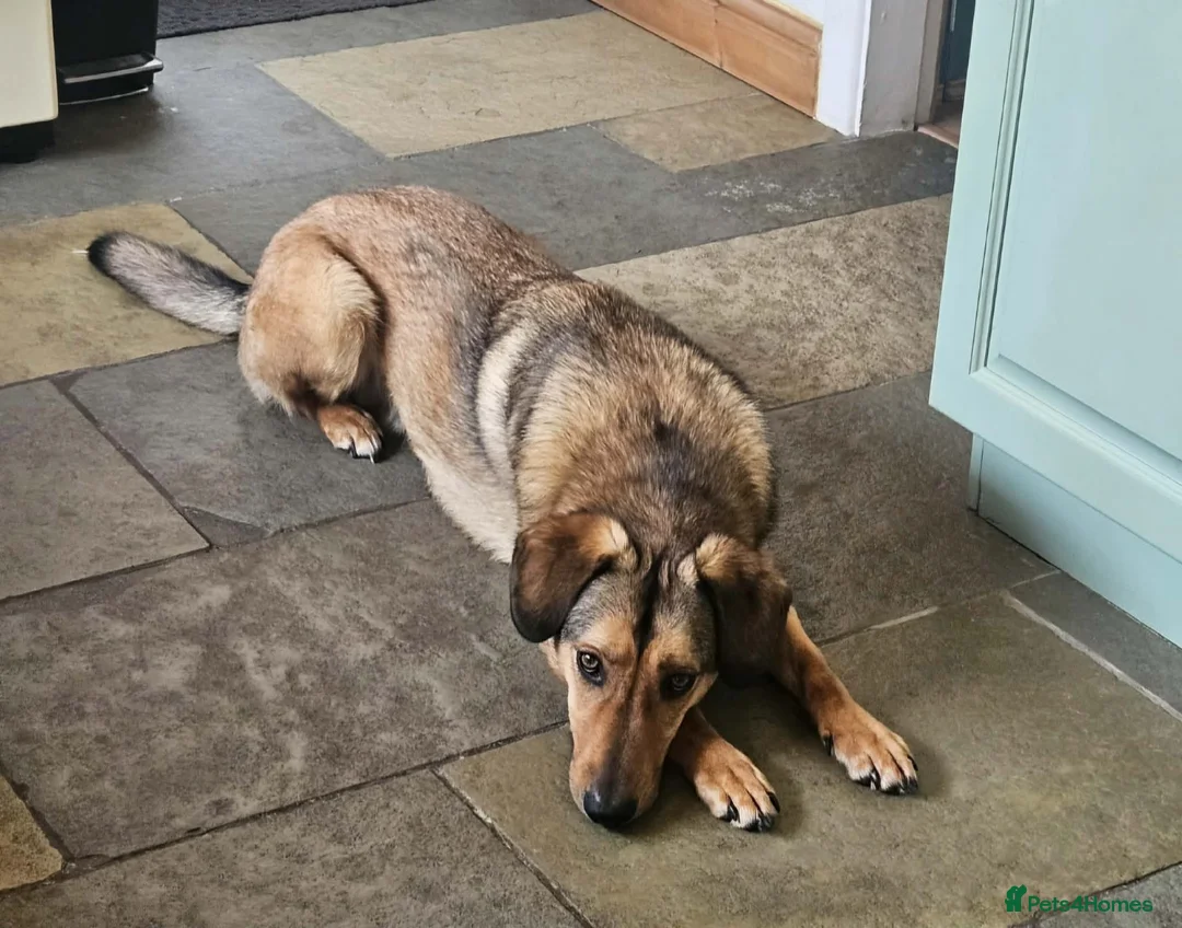 Mixed Breed dogs for sale: Lovely Obi Looking For His Forever Home in Chesterfield - Advert 2