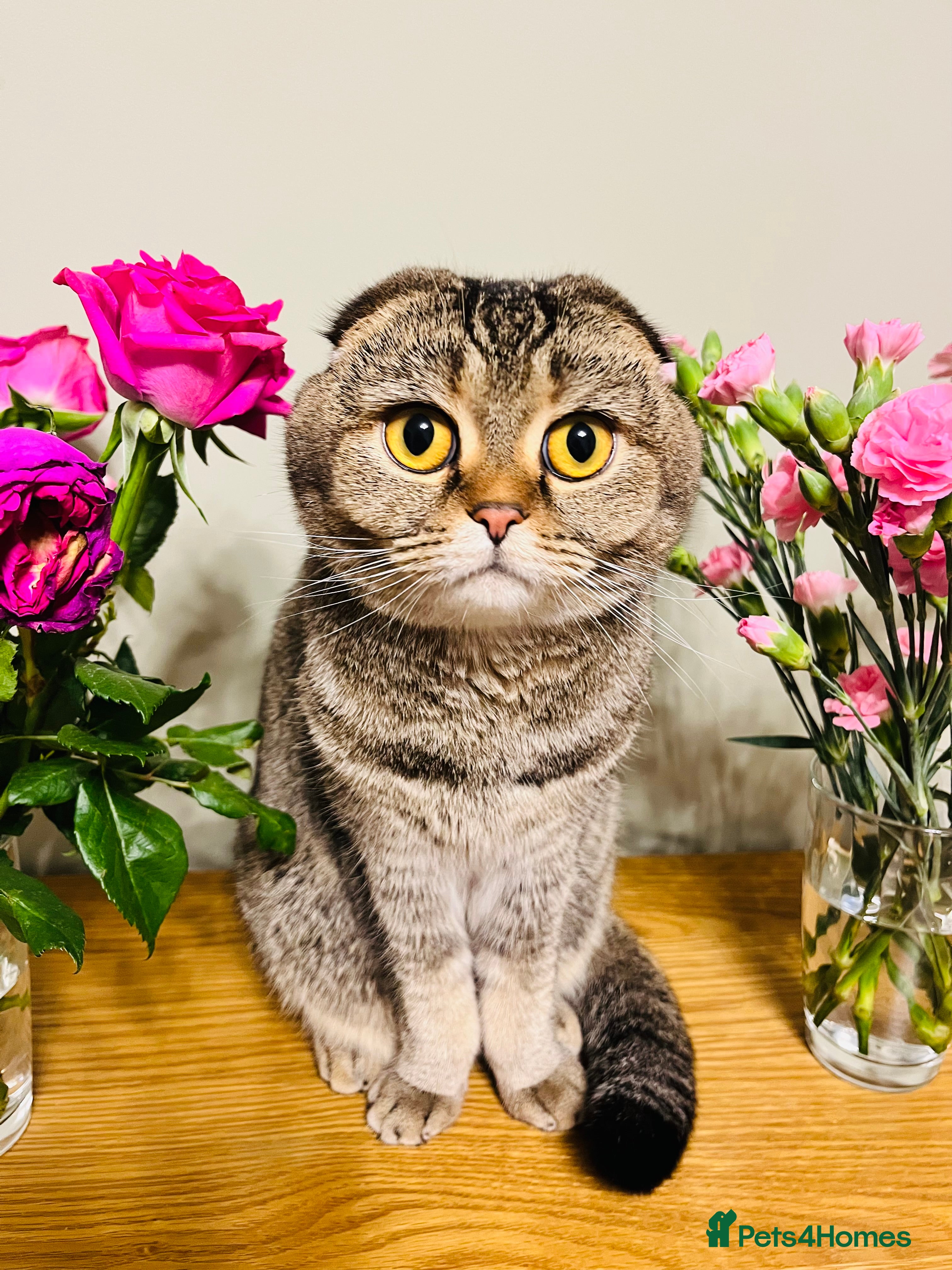 Mixed Breed cats British Shorthair & Scottish Fold mixed breed - Advert 1