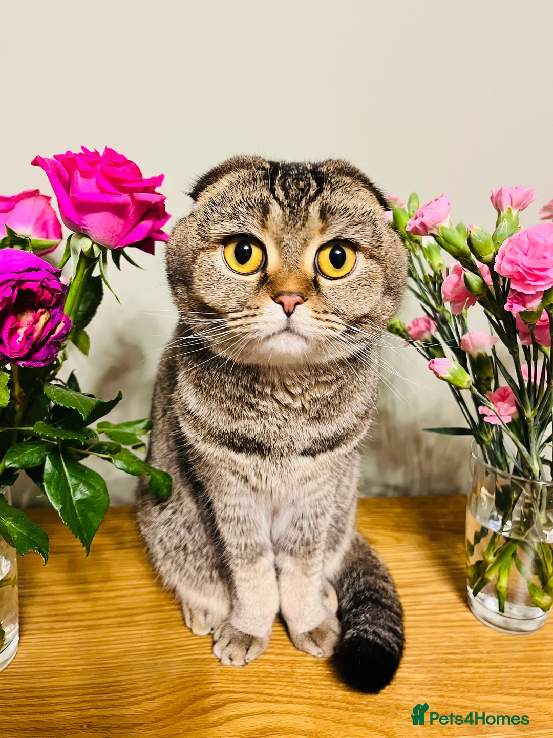 Mixed Breed cats for sale: British Shorthair & Scottish Fold mixed breed - Advert 1