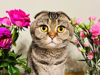 Mixed Breed cats British Shorthair & Scottish Fold mixed breed - Advert 1