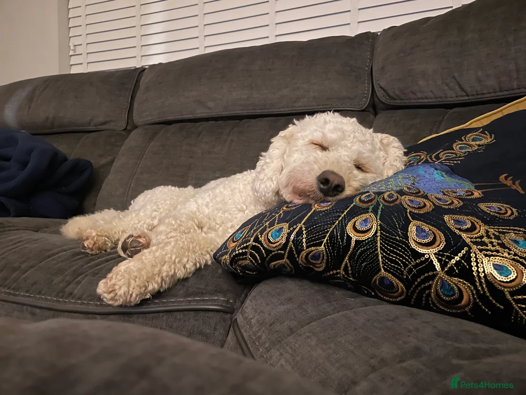 Miniature Poodle dogs for stud: Cream Miniature Poodle - available for stud in Welwyn - Advert 9