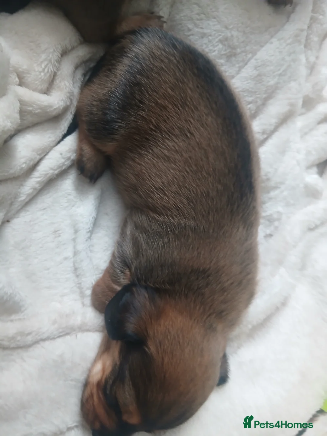 Dachshund dogs for sale: Dachshund cross chihuahua pups - Advert 12