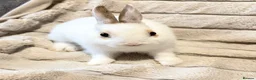 Mixed Breed rabbits for sale: Dwarf Rabbits 🐇🐰 - Advert 3