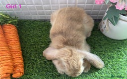 Mini Lop rabbits for sale: Mini lop baby bunnies - Ready now! - Image 26
