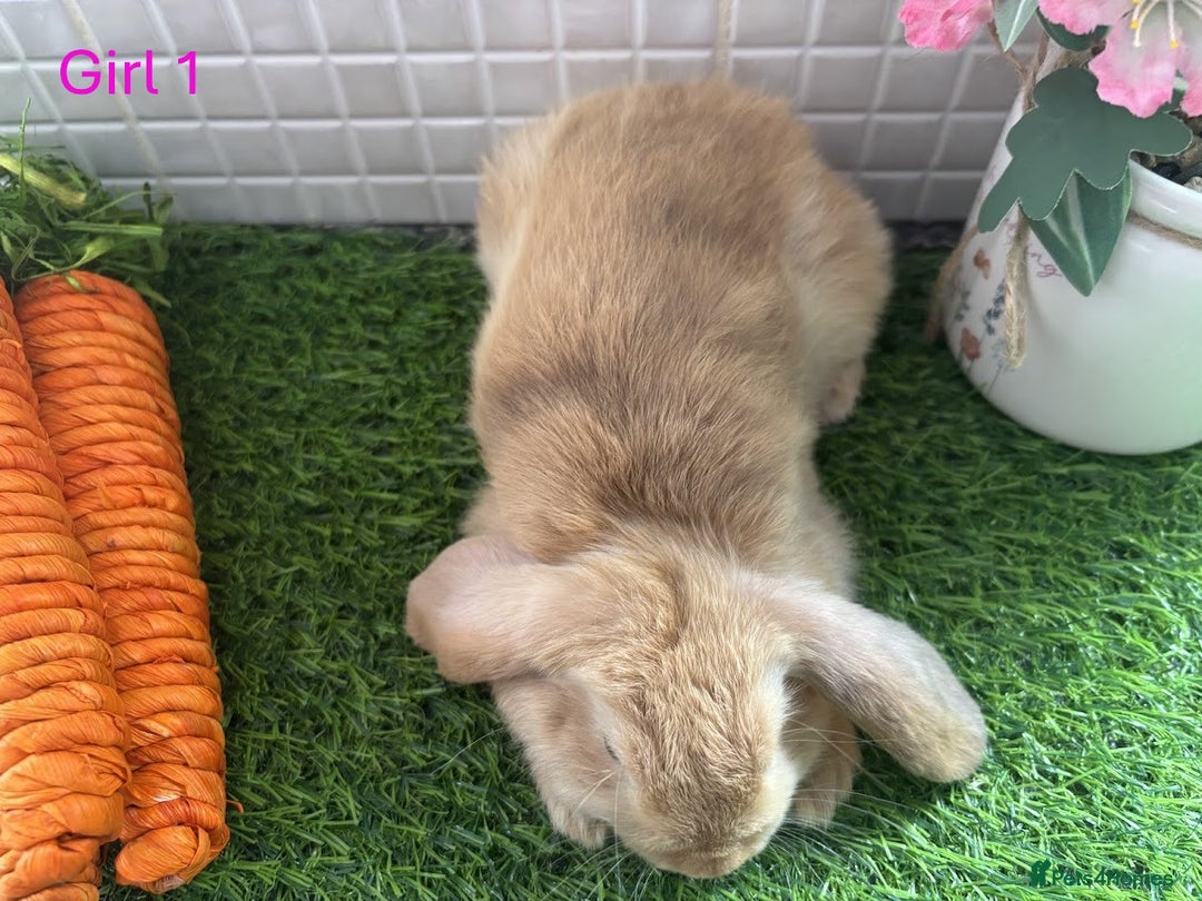 Mini Lop rabbits for sale: Mini lop baby bunnies - Ready now! - Image 26