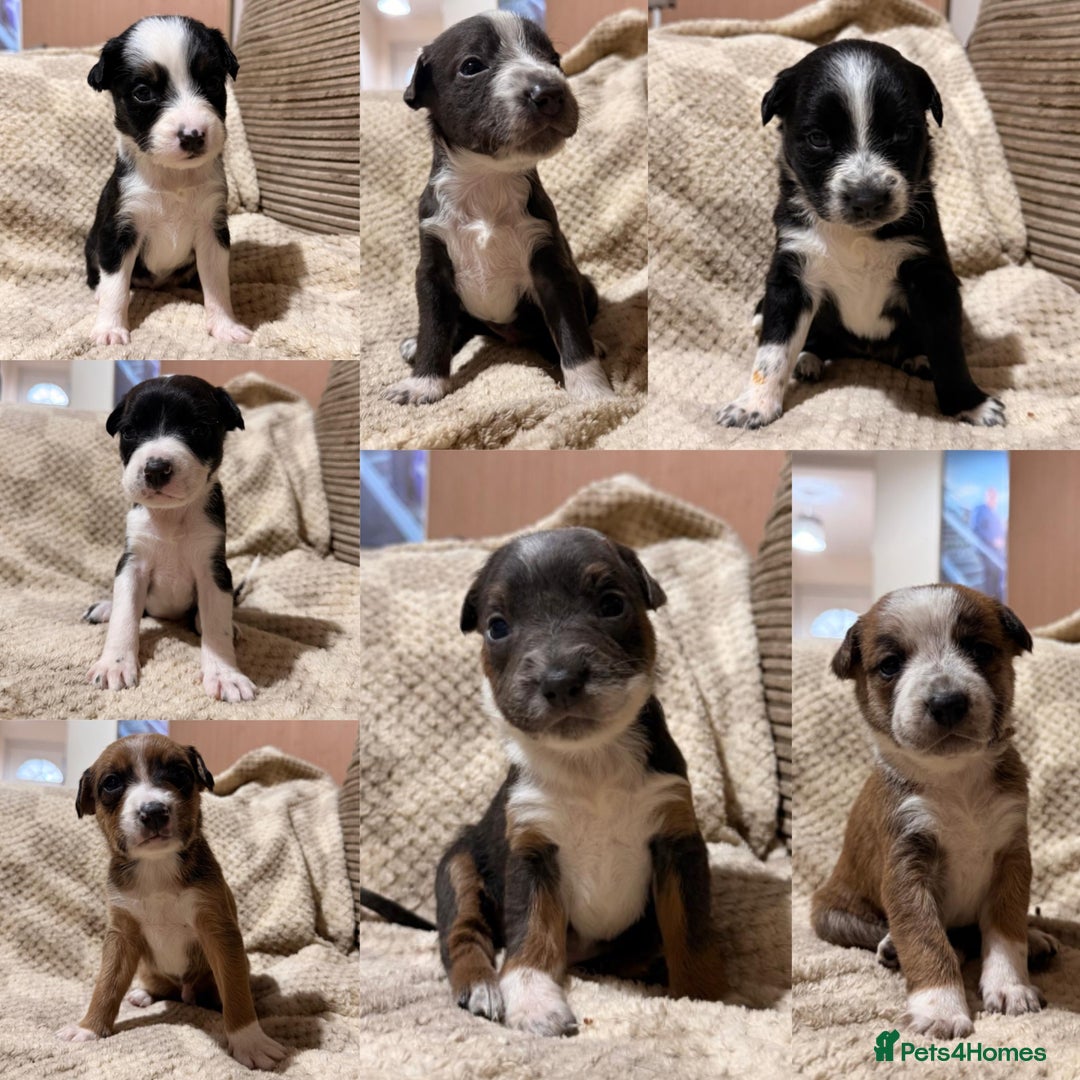 Mixed Breed dogs for sale: ✨🐾 3 Beautiful Female Puppies Available 🐾✨ - Advert 2