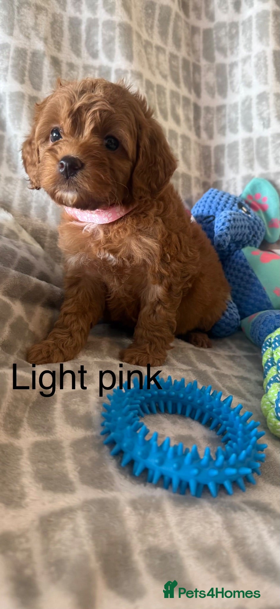 Cockapoo dogs Working cocker spaniel  - Advert 2