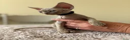 Devon Rex cats for sale: Price Reduced!TICARegisteredDevonRex lilac kittens - Advert 30