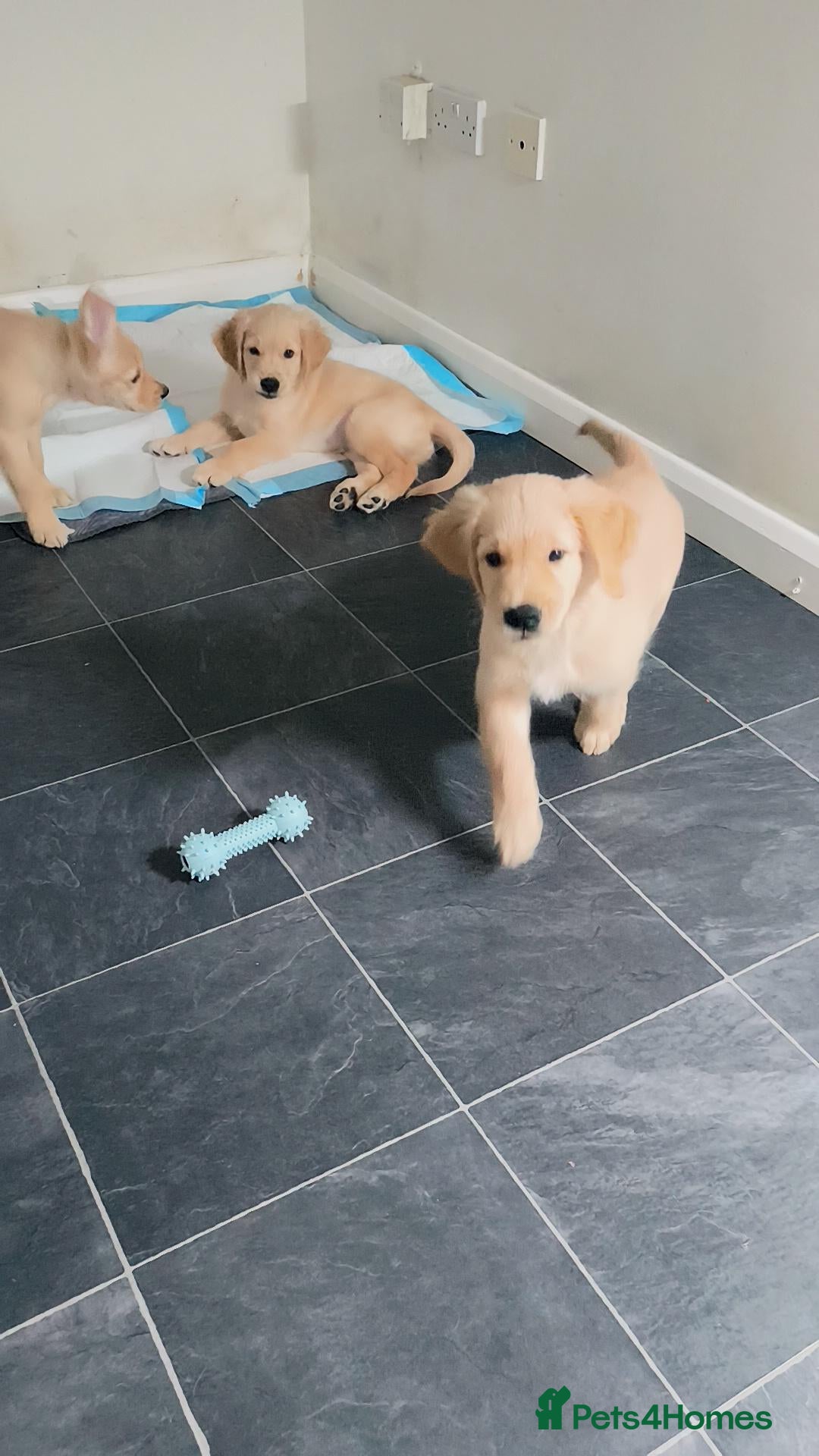 Golden Retriever dogs ✨🐾 Beautiful Golden Retriever Puppies🐾✨ - Advert 2