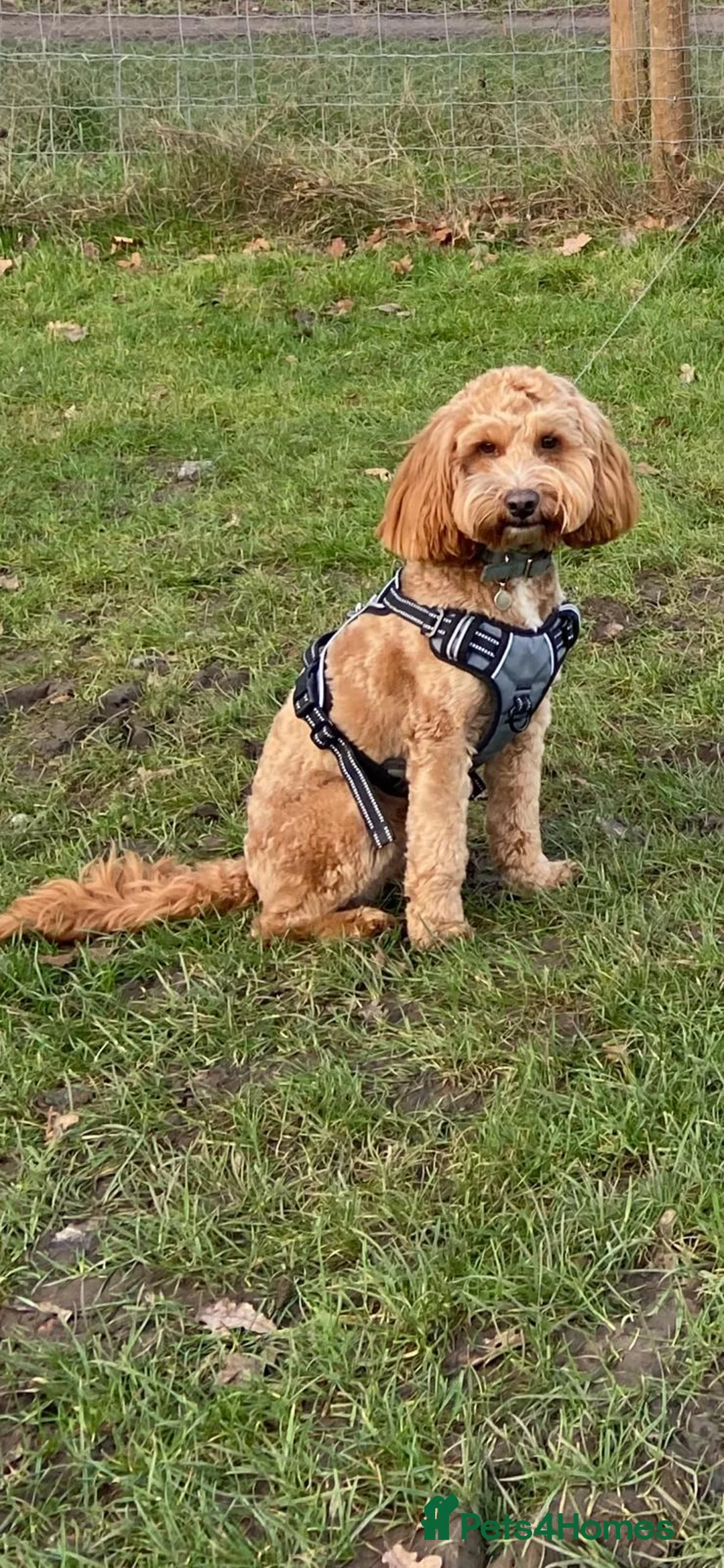 Cockapoo dogs for stud: Beautiful proven cockapoo for stud - Advert 7