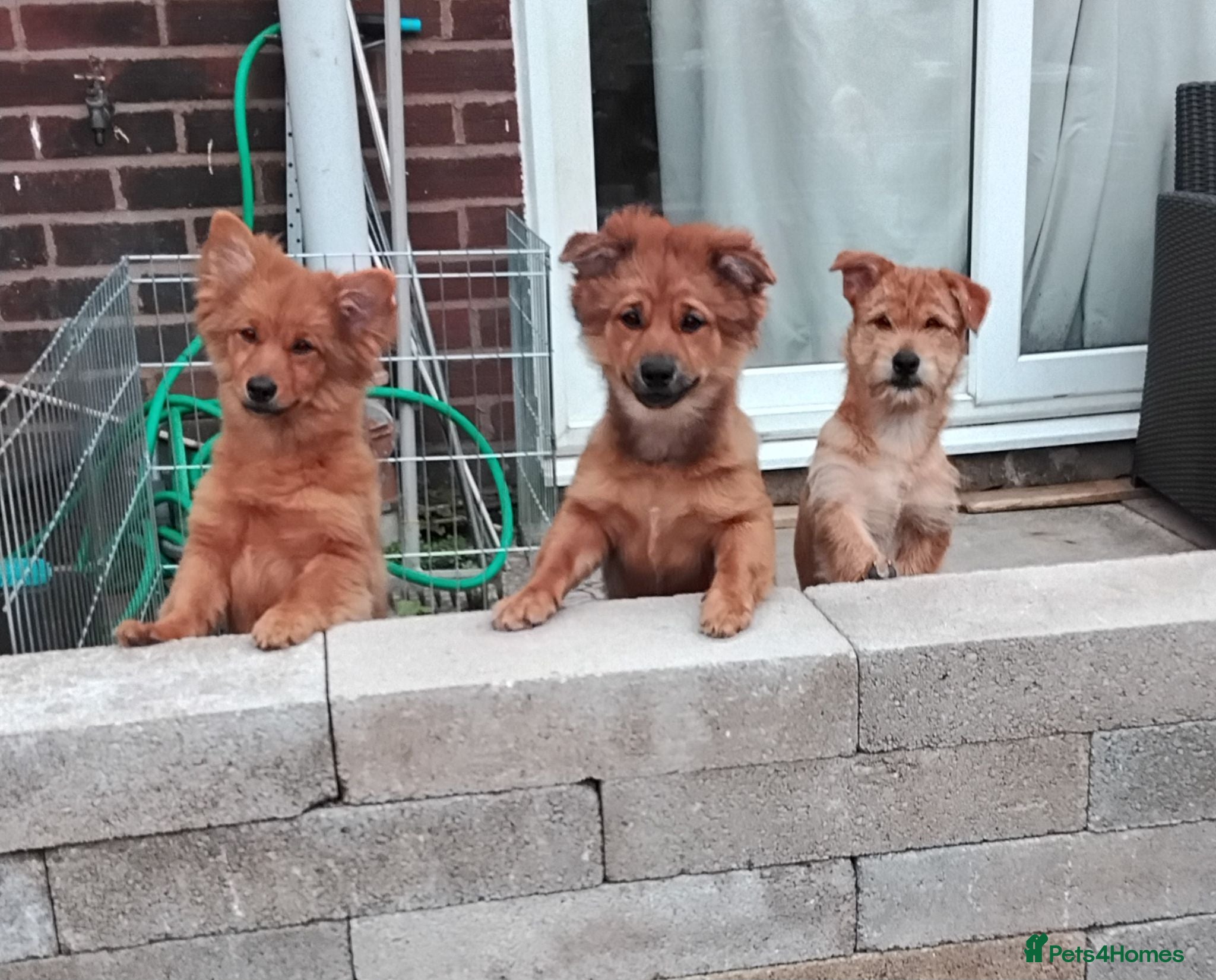 Mixed Breed dogs Pomchi / German spitz puppies 5 months  - Advert 1