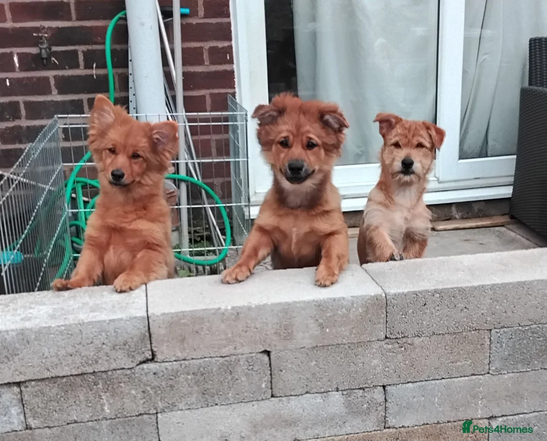 Mixed Breed dogs for sale: Pomchi / German spitz puppies 5 months  in Ashton-under-Lyne - Advert 1