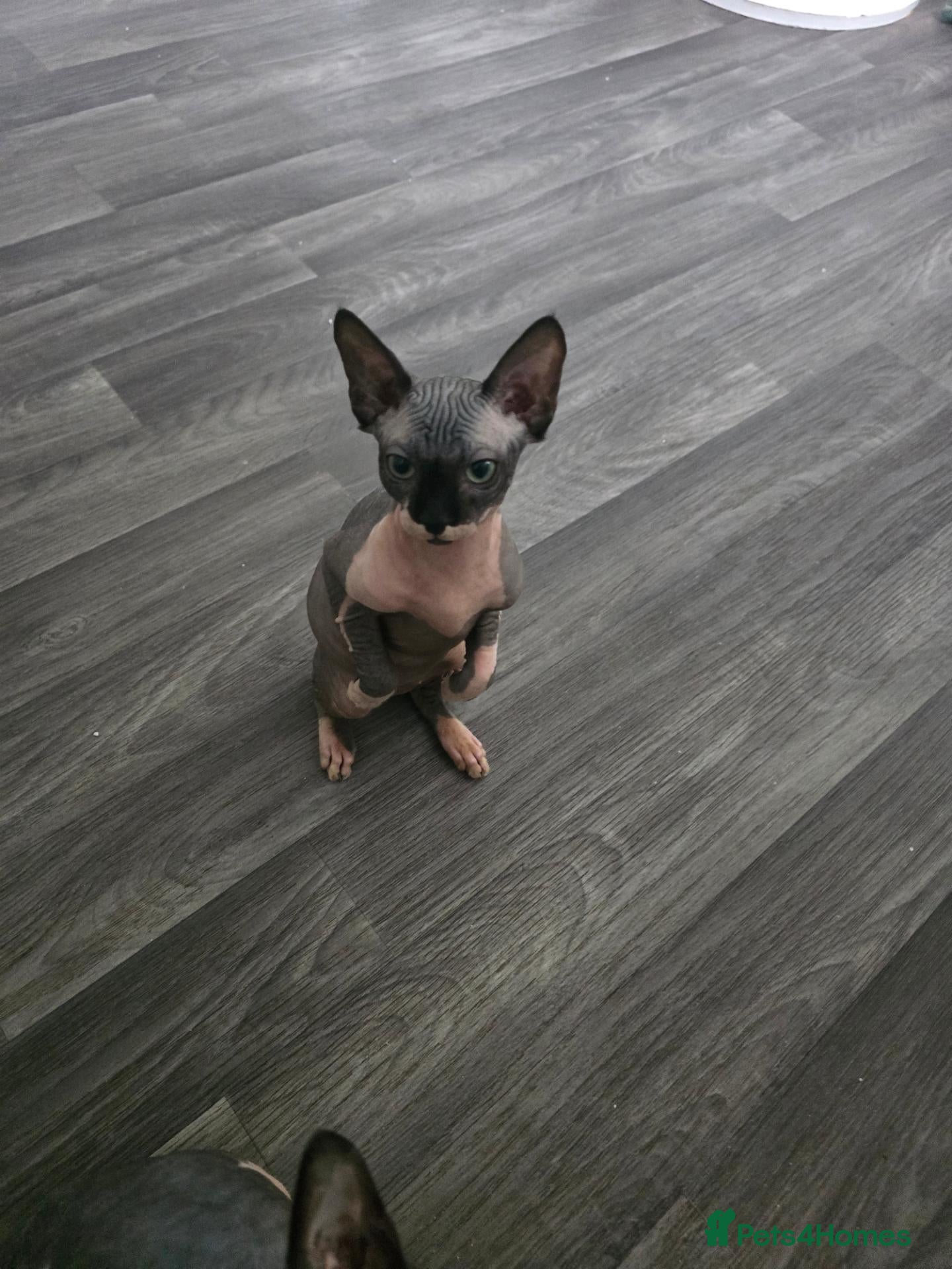 Sphynx cats 2 GIRLS Looking for Their Forever 🏰 - Advert 17