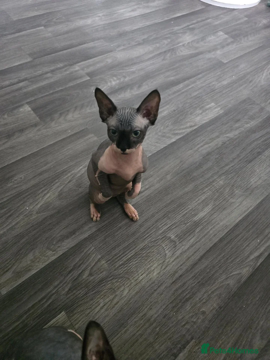 Sphynx cats for sale: 2 GIRLS Looking for Their Forever 🏰 - Advert 1