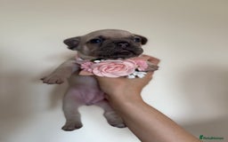 French Bulldog dogs for sale: Stunning platinum and lilac fawn boys and girls - Image 5