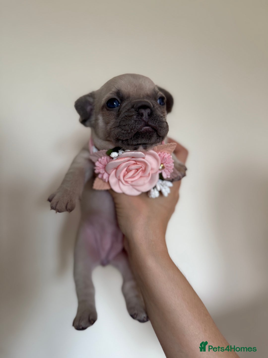 French Bulldog dogs for sale: Stunning platinum and lilac fawn boys and girls - Image 5
