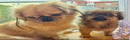 Pekingese dogs for sale: 🐾 Pekingese Puppies for Sale – 2 Girls & 1 Boy 🐾 - Advert 20