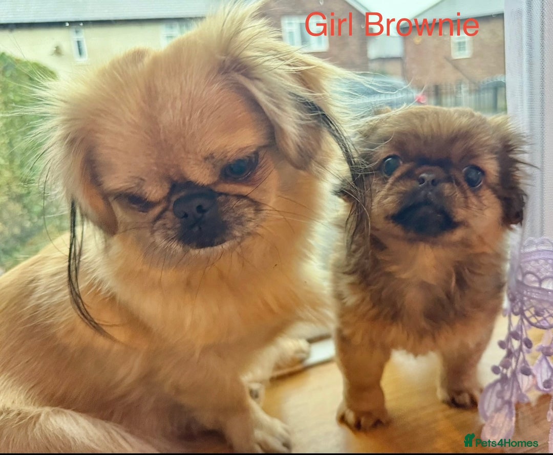 Pekingese dogs for sale: 🐾 Pekingese Puppies for Sale – 2 Girls & 1 Boy 🐾 - Advert 20