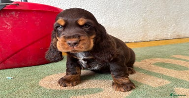 Cocker Spaniel dogs - Advert 8