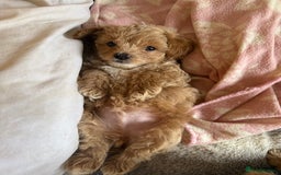 Maltipoo dogs for sale: Real life teddy bears f1 Maltipoo 3 left!🐾🐶❤️💥 - Image 36