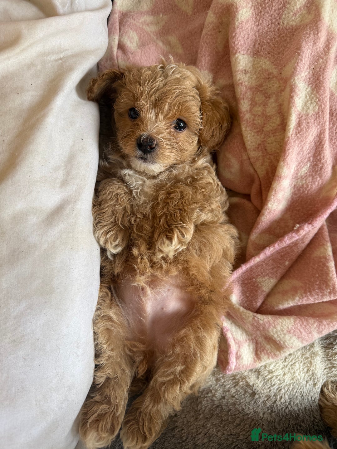 Maltipoo dogs for sale: Real life teddy bears f1 Maltipoo 3 left!🐾🐶❤️💥 - Image 36