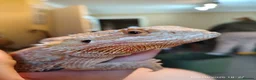 Bearded Dragon reptiles for sale: Female bearded dragon and full set up  in Tiverton - Advert 3