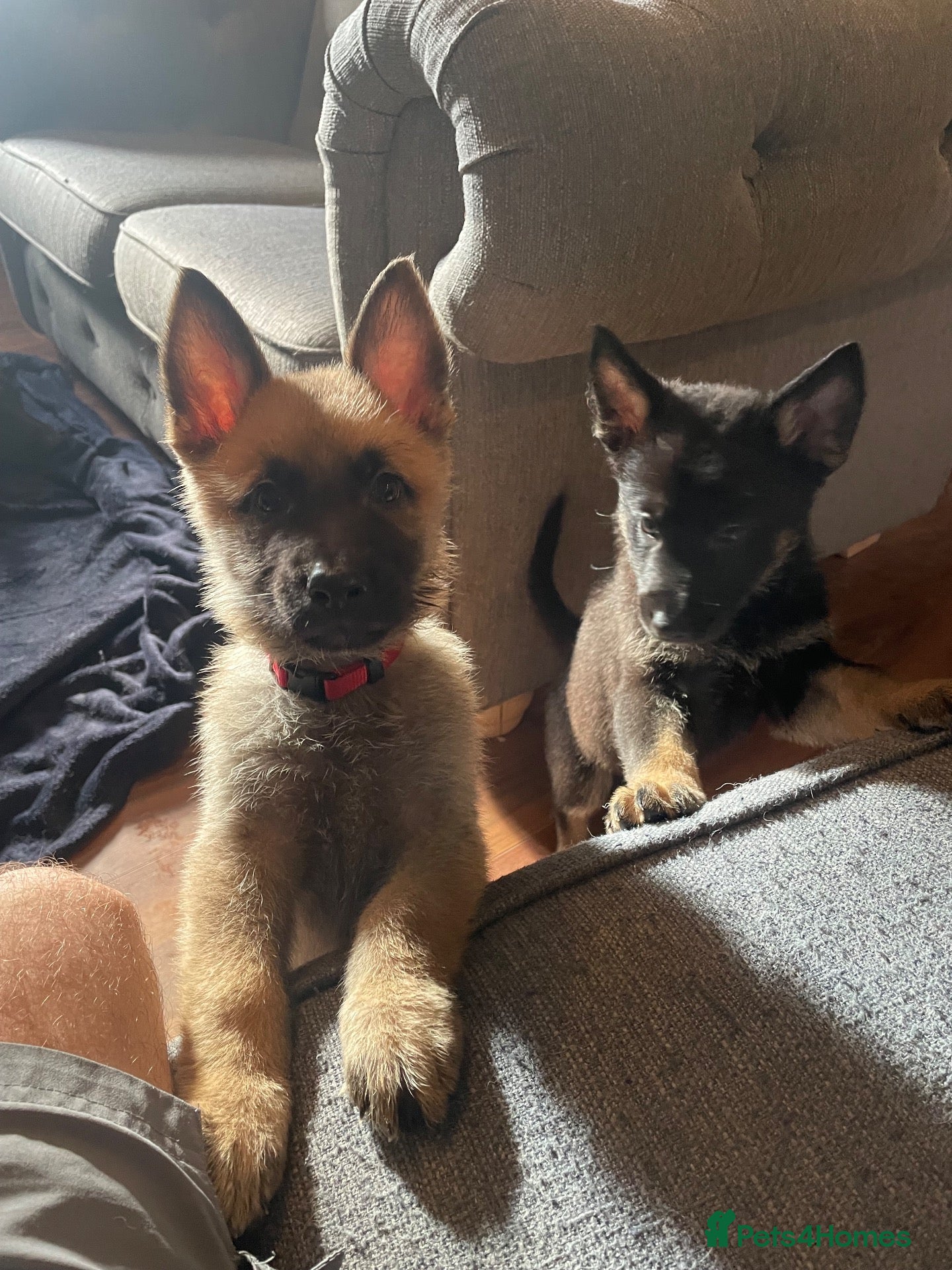 Mixed Breed dogs German X Belgian Shepards - Advert 1