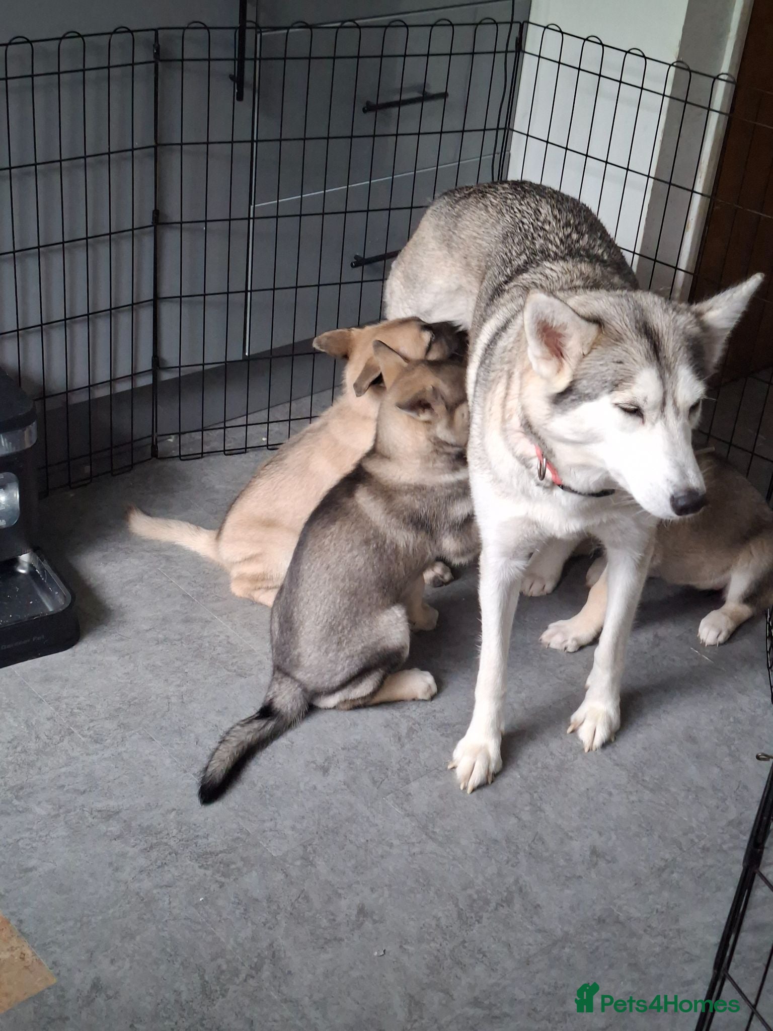 Mixed Breed dogs Puppies  - Advert 1