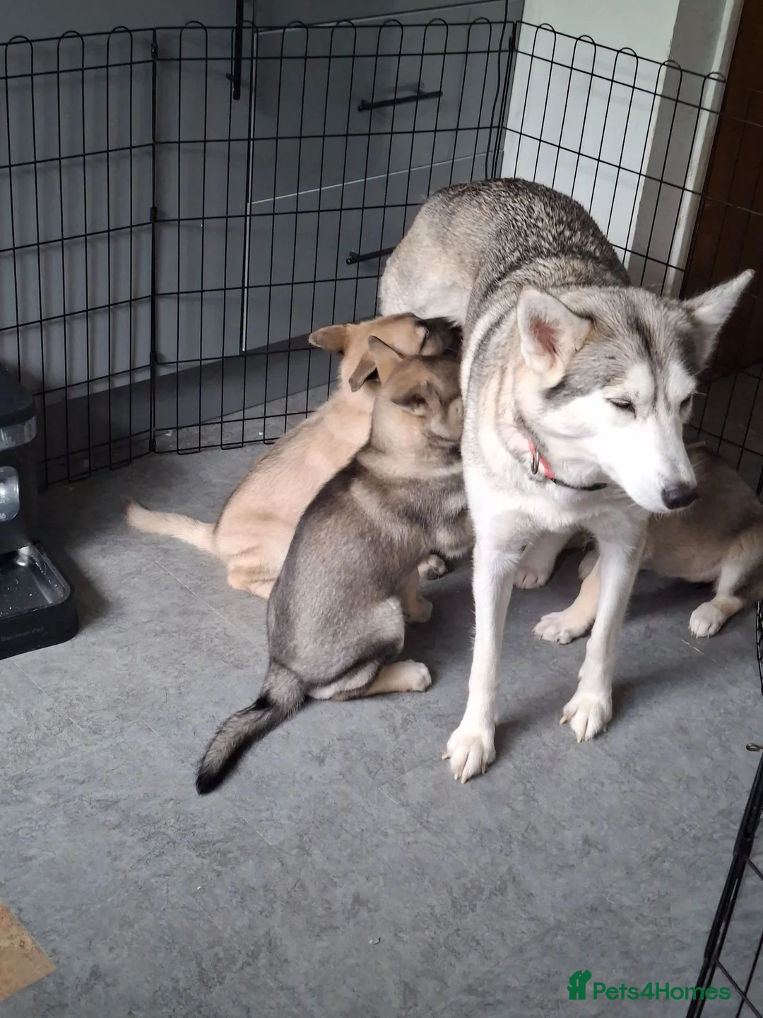 Mixed Breed dogs for sale: Puppies  - Advert 1