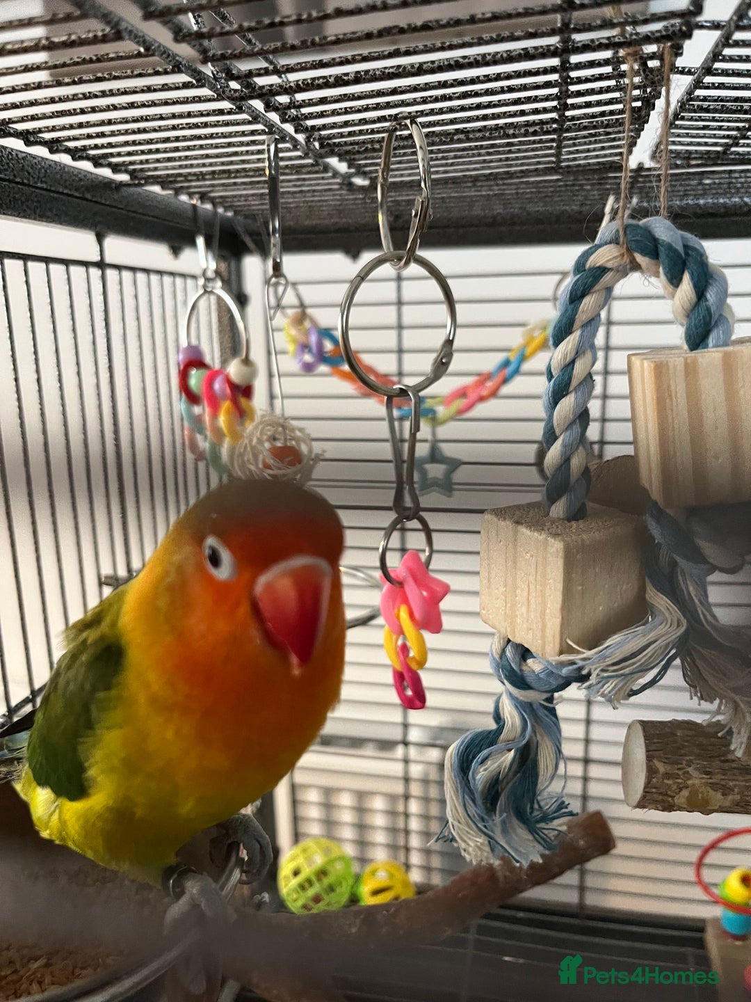 Lovebirds birds for sale: Hand reared love bird MALE  - Advert 4