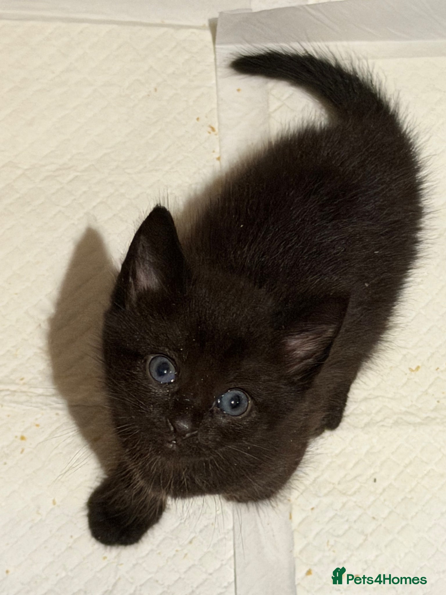 Mixed Breed cats 2 girl kittens left calico and black with blue  - Advert 17