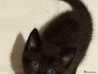 Mixed Breed cats 2 girl kittens left calico and black with blue - Advert 15