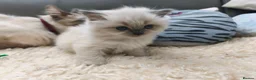 Ragdoll cats for sale: Gorgeous Snow Leocats: RagdollxSiberianxHimalayan! - Advert 10