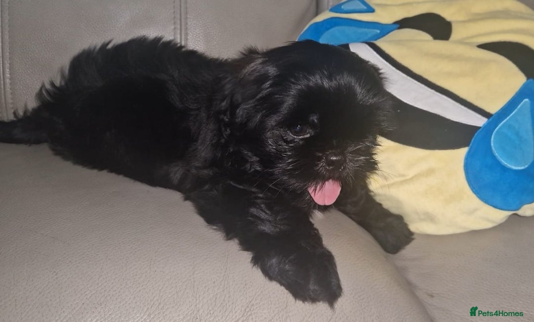 Shih Tzu dogs for sale: Imperial Shih tzu Pupps💙 Ready to leave!  - Image 25
