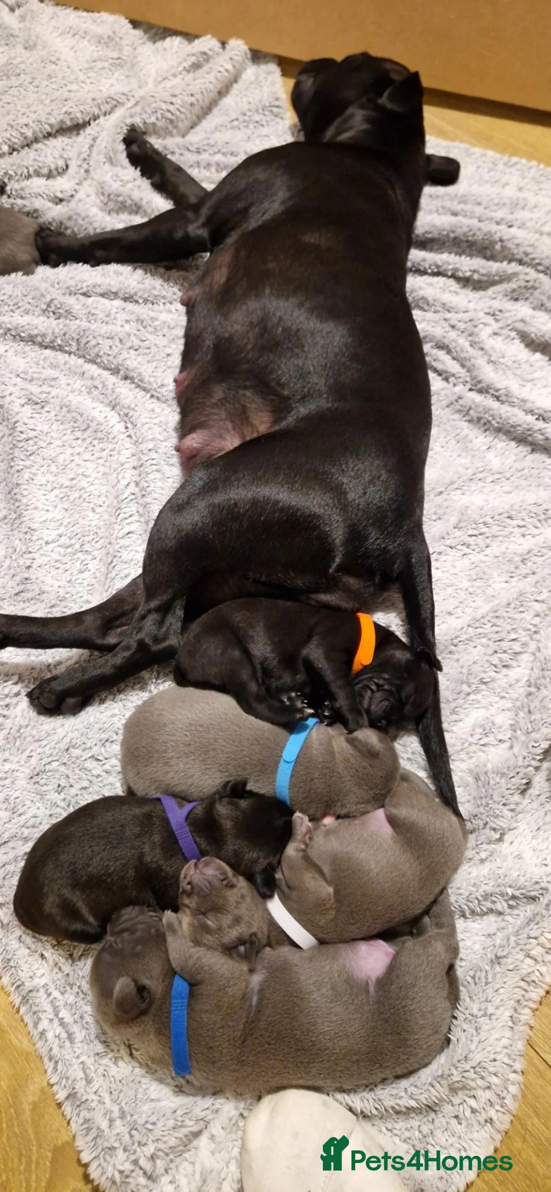 Staffordshire Bull Terrier dogs for sale: Beautiful Staffordshire Bull Terrier Puppies in Stockport - Advert 22