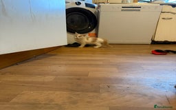 Maine Coon cats for sale: Half Maine coon kittens  - Image 4