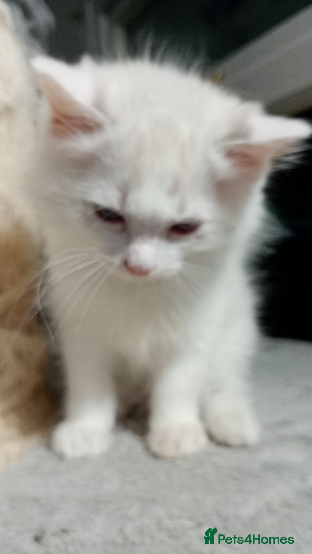 Ragdoll cats for sale: Beautiful full ragdoll kittens £695 - Advert 2