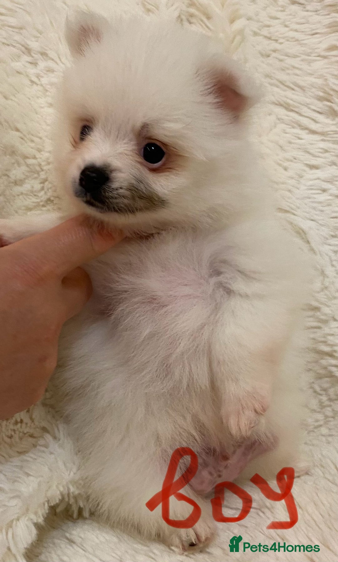 Pomeranian dogs for sale: Pomeranian puppies ready to go… - Advert 18