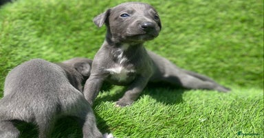 Whippet dogs - Advert 3