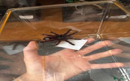 Spiders invertebrates for sale: Antilles pink toe Tarantula (Caribena Versicolor) - Image 3