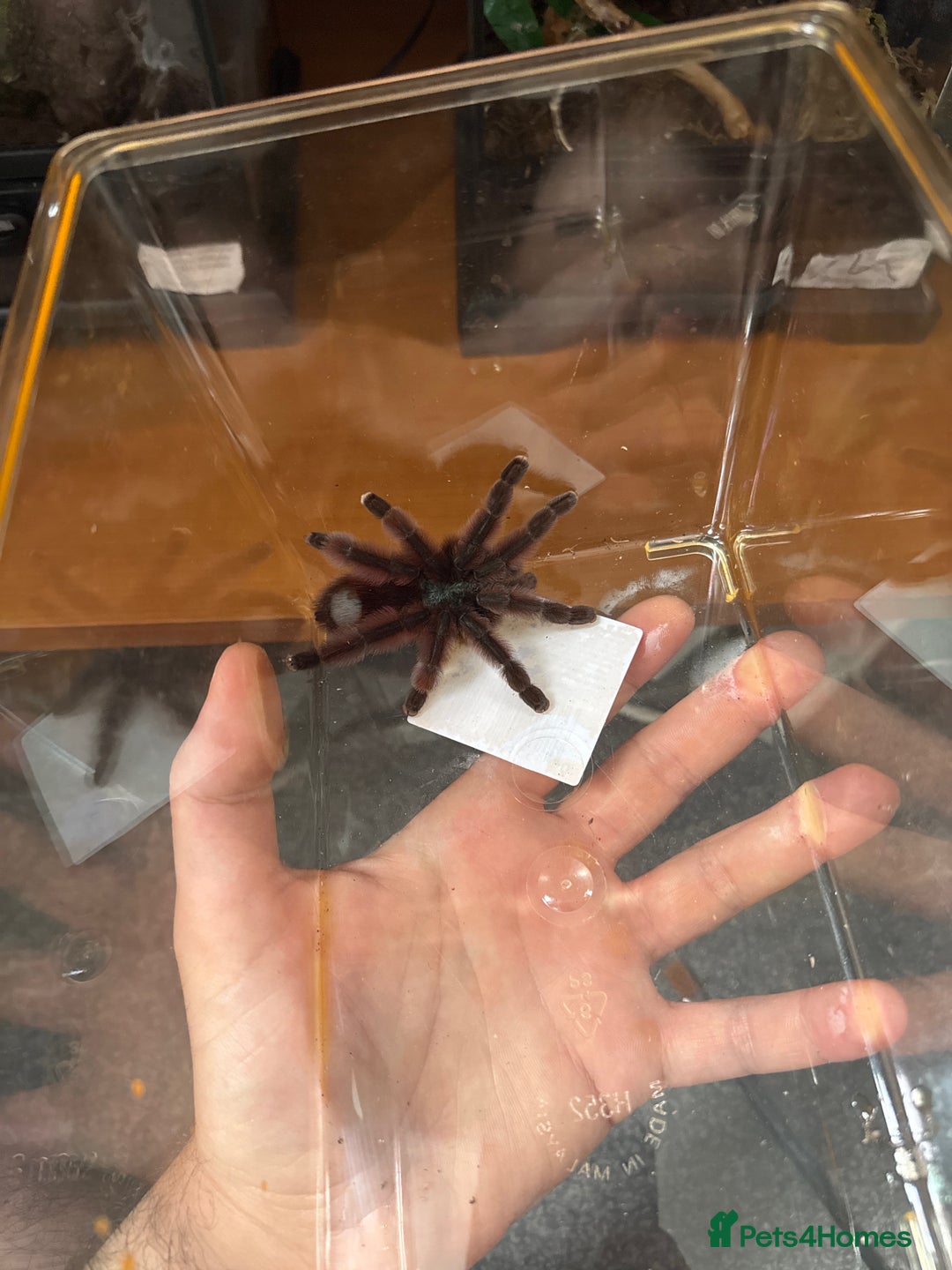 Spiders invertebrates for sale: Antilles pink toe Tarantula (Caribena Versicolor) - Image 3